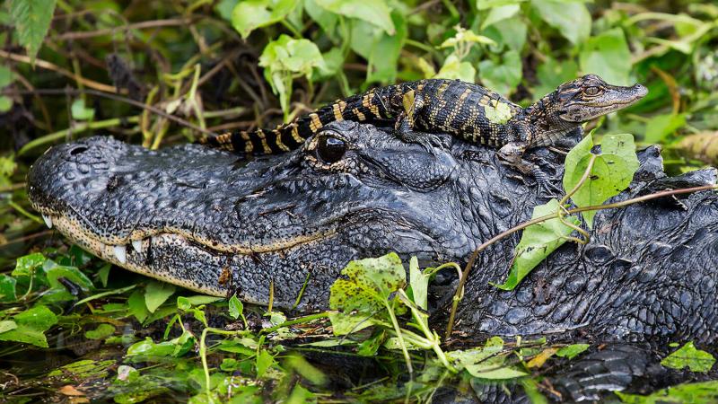 Mother and Baby Alligator